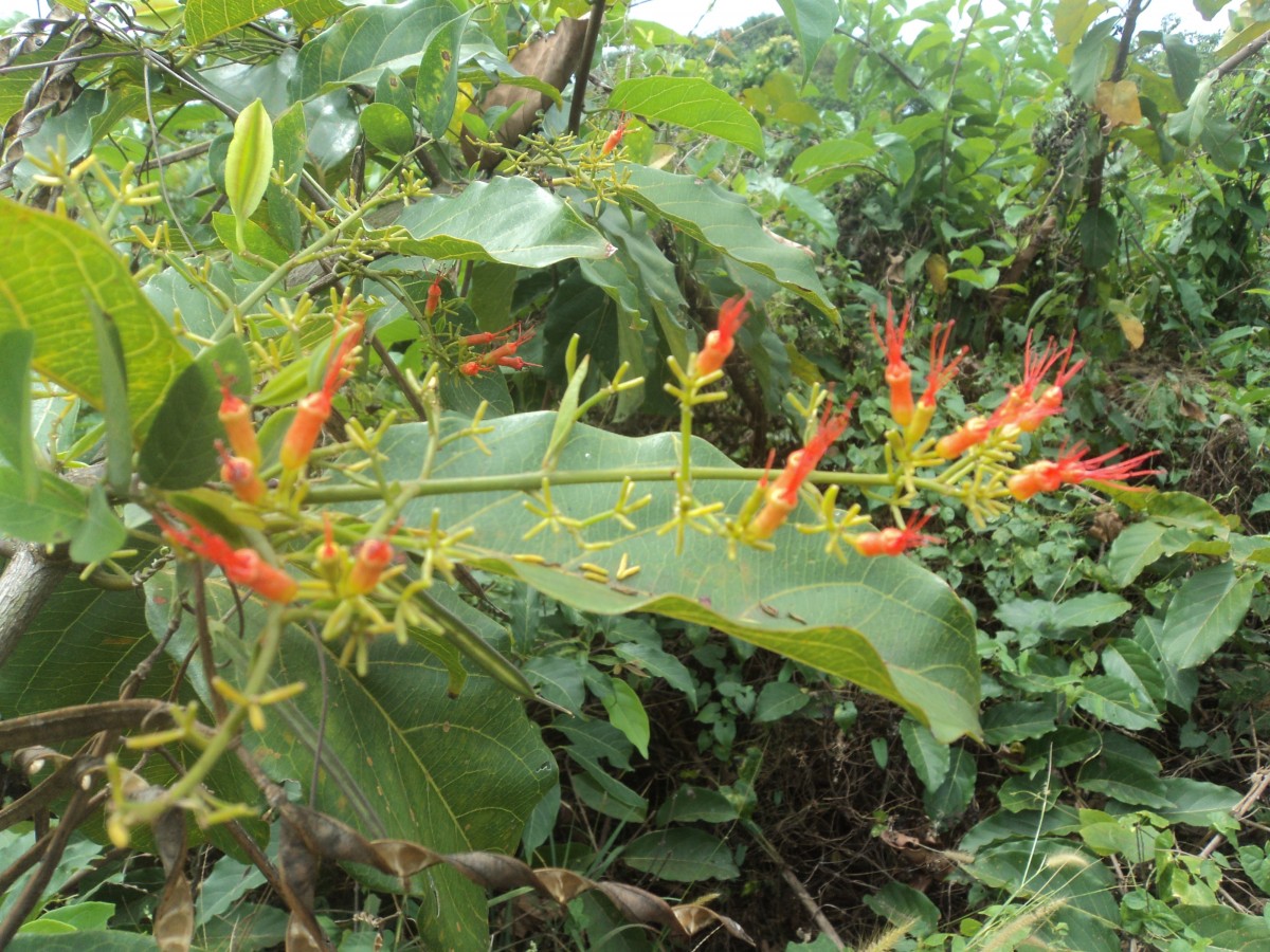 Combretum paniculatum Vent.